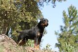 JAGDTERRIER ALLEMAND 011